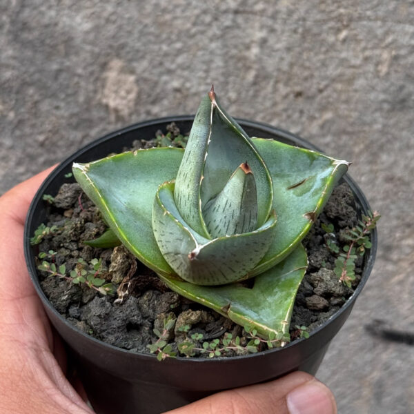 756. Agave Pumila