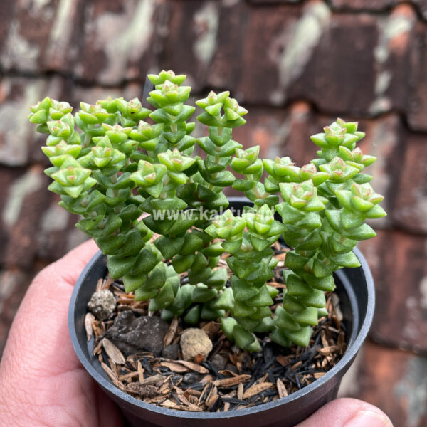 759. Crassula Tom Thumb