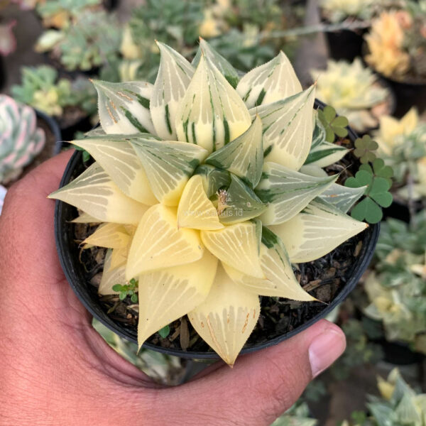 186. Haworthia Magnifica Variegated