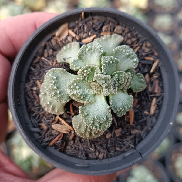 233. Titanopsis Calcarea