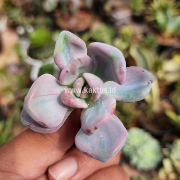 786. Pachyveria Pink Candy