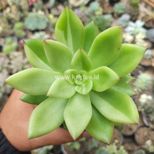 787. Echeveria Agavoides Miranda Silver Variegated