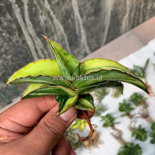 791. Sansevieria Robusta Dwarf Variegated