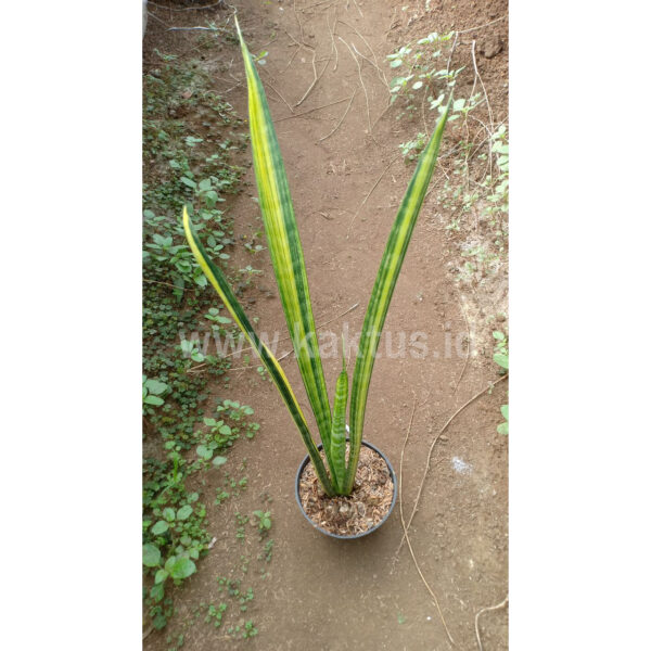 792. Sansevieria Parva Stick Variegated