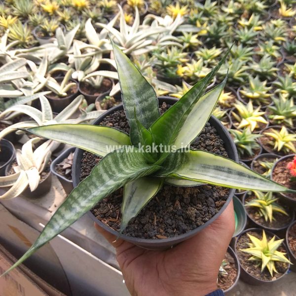 794. Sansevieria Cordova White Variegated