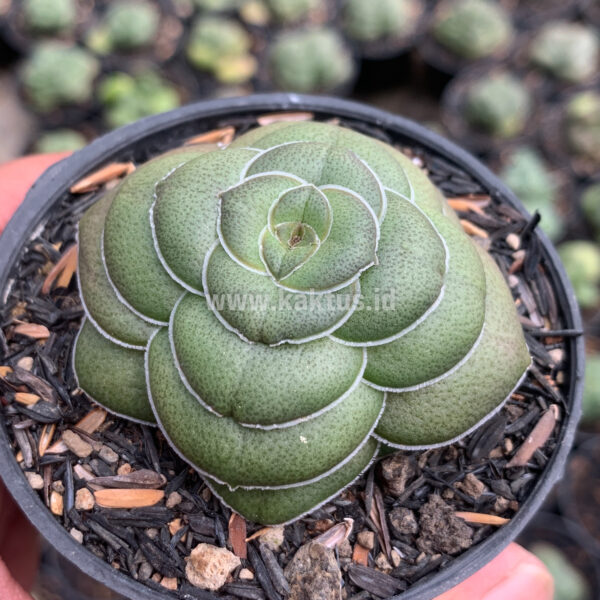 795. Crassula Hemisphaerica