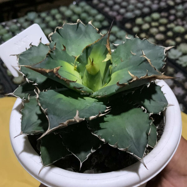 796. Agave Solar Eclipse Size 12 Cm