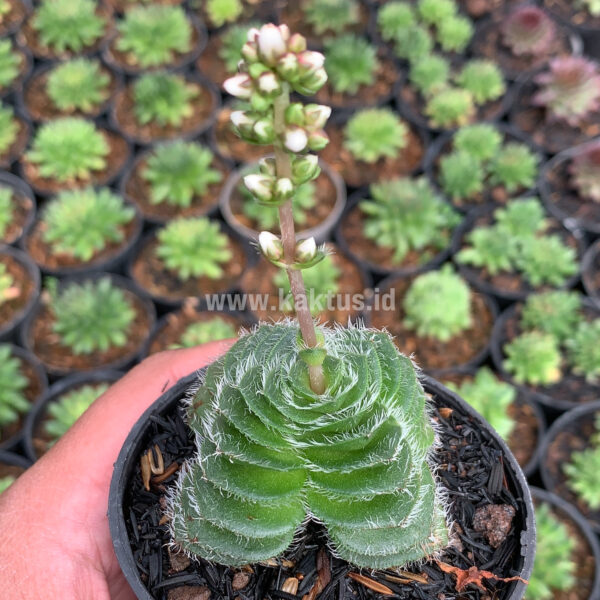 797. Crassula Barbata