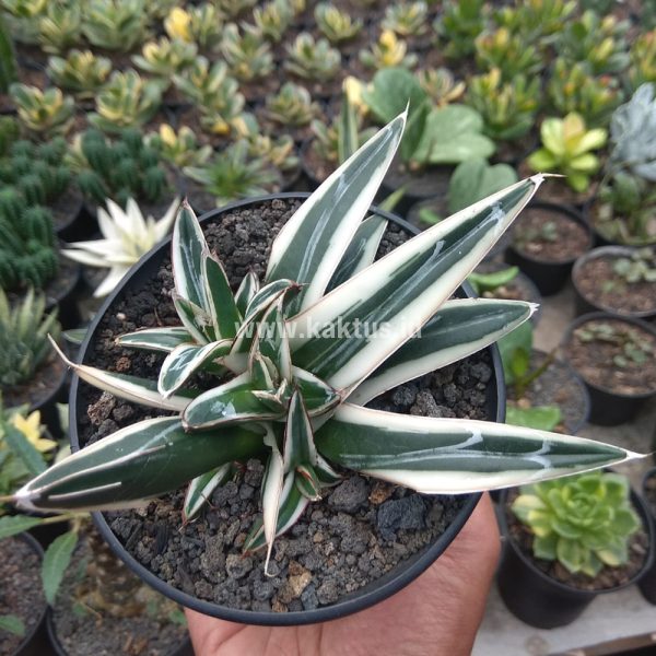 800. Agave White Rhino Cluster Size 10 Cm ( Appendix II – Special Permit Needed* )