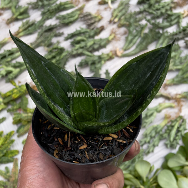 802. Sansevieria Loops Pride