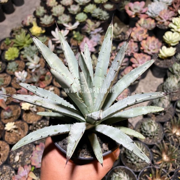 805. Agave Macrocantha Black-spined