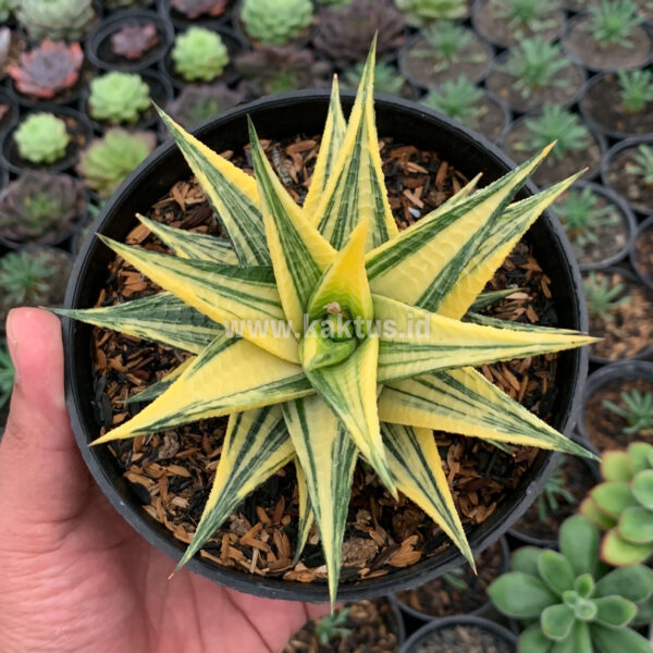 806. Haworthia Limifolia Hybrid Variegated