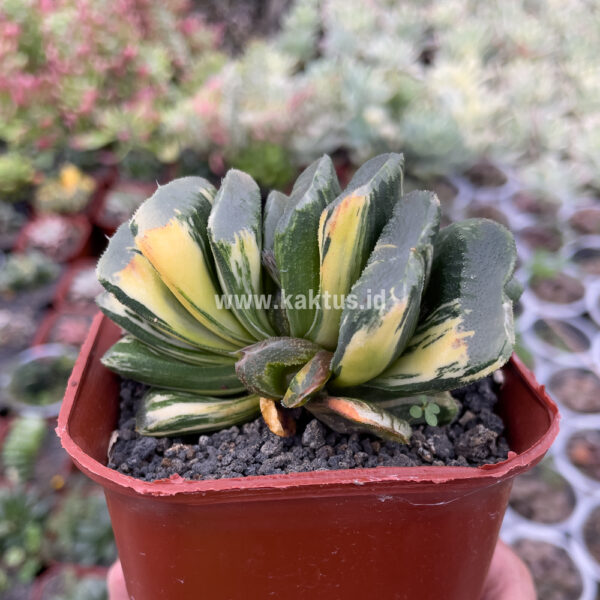 811. Haworthia Truncata Maughanii Variegated