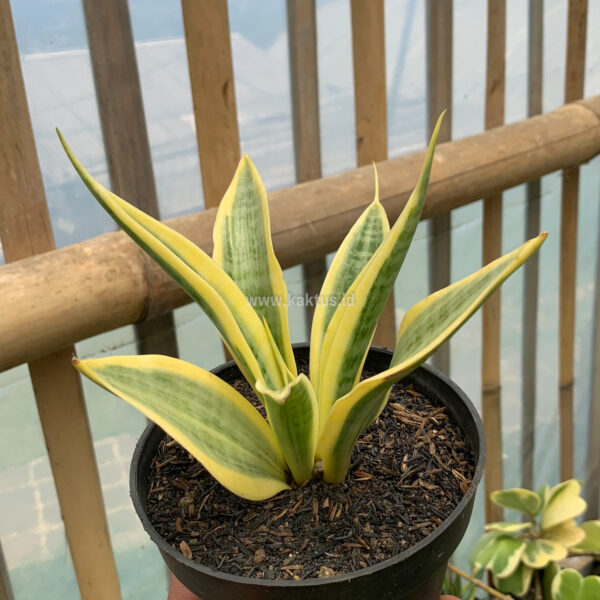 812. Sansevieria Yellow Stripe