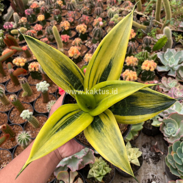 813. Sansevieria Gold Flame