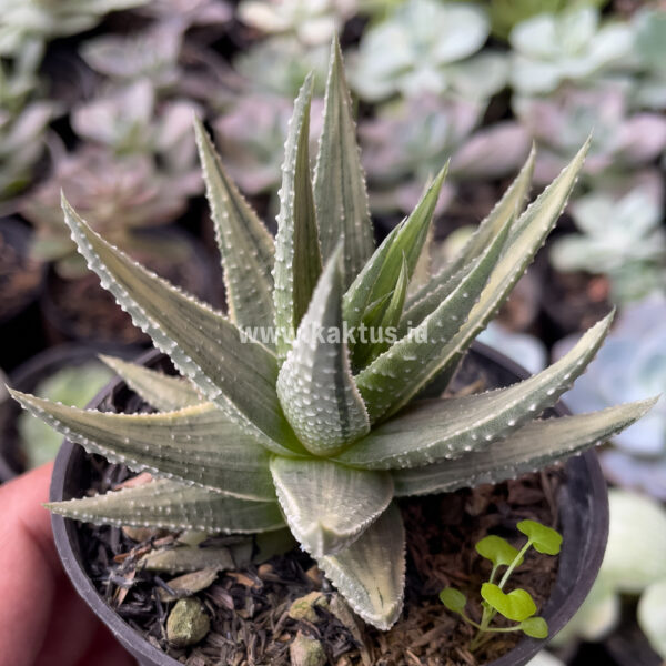 815. Haworthia Pumila Silver Variegated