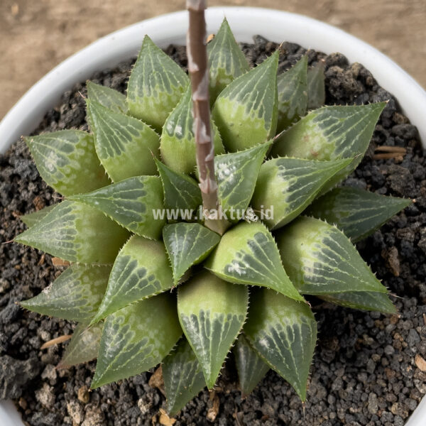 819. Haworthia Pygmaea  M. B. Bayer