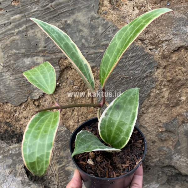 826. Hoya Macrophylla Variegated 6 Leafs