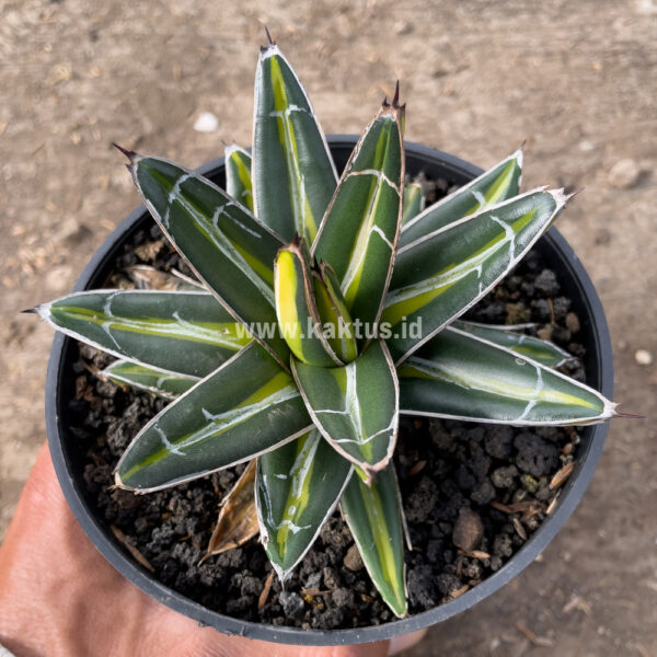 827. Agave Victoriae-reginae Giant Leafs Variegated ( Appendix II – Special Permit Needed* )