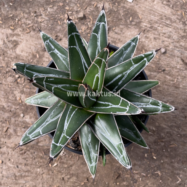 828. Agave Victoriae-reginae Giant Leafs ( Appendix II – Special Permit Needed* )