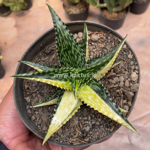 829. Aloe Jucunda Variegated ( Appendix II - Special Permit Needed* )