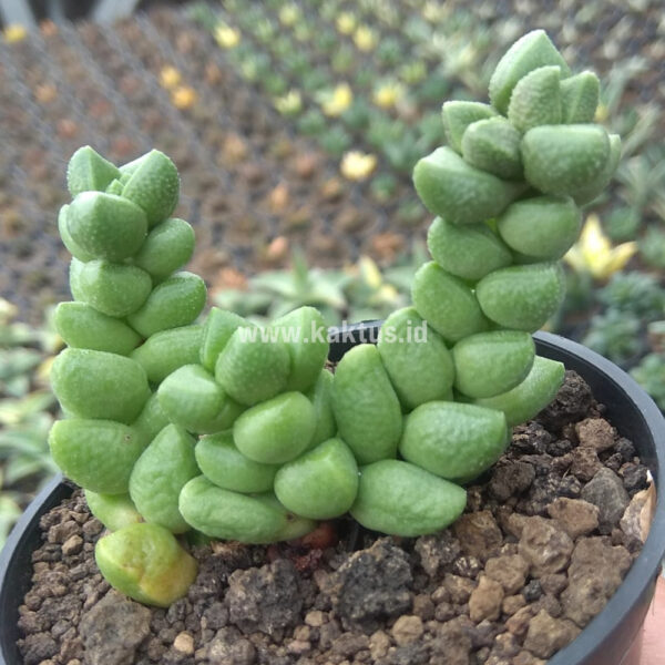 832. Crassula Elegans