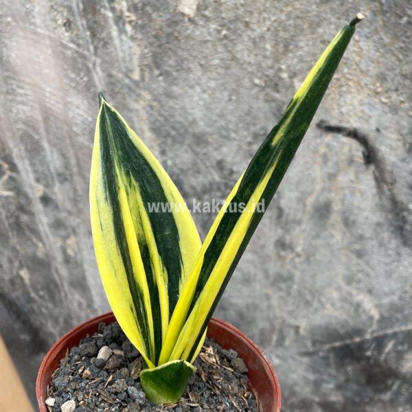 905. Sansevieria Gold Flame Pipe Leaf