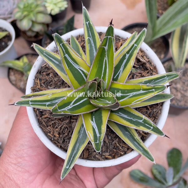 310. Agave Victoriae-reginae Variegated ( Appendix II – Special Permit Needed* )