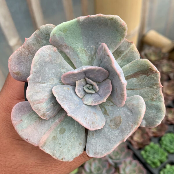 342. Echeveria Lilacina Giant Hybrid