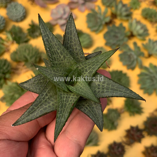 421. Haworthia Tesselata