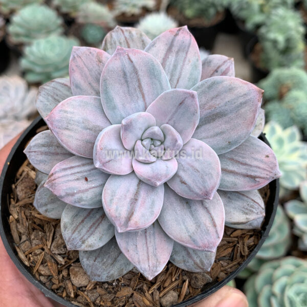 469. Graptopetalum Silverbum