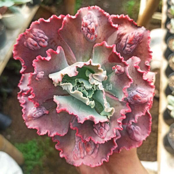 488. Echeveria Mauna Loa Size 15 Cm