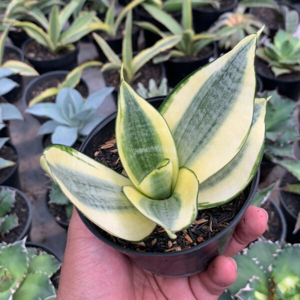 568. Sansevieria Golden White Hahii