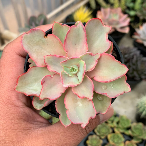 637. Echeveria Curly Chantilly