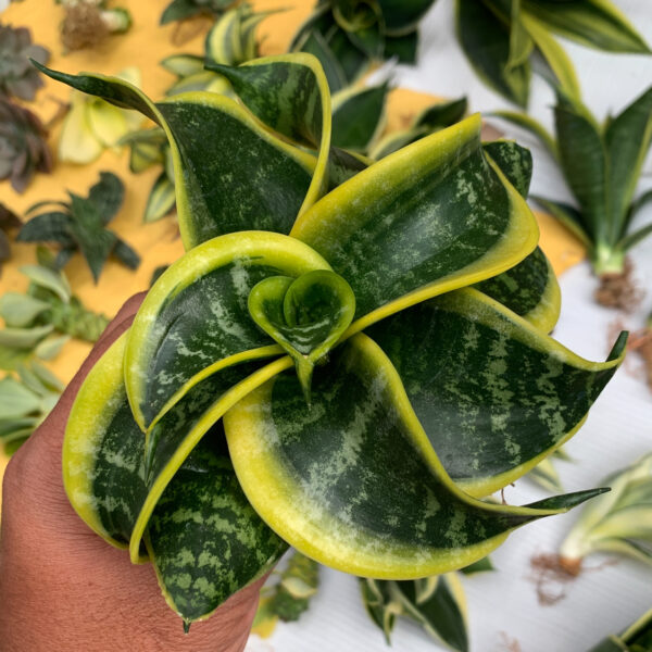 807. Sansevieria Tsunami Twister