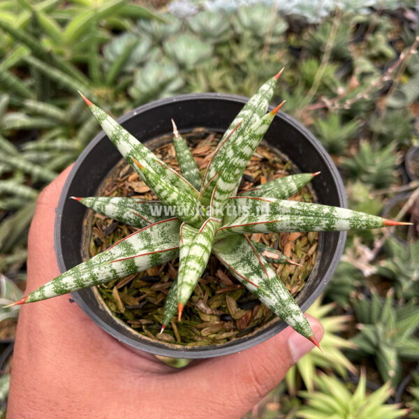 833. Sansevieria Balii Mini