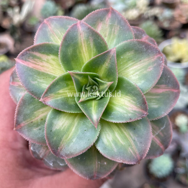 835. Aeonium Decorum CV. Moonburst