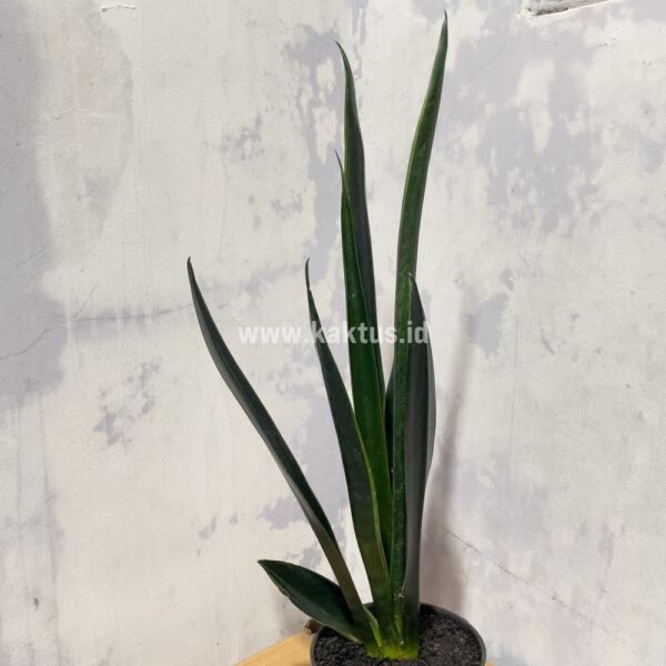 837. Sansevieria Green Arrow