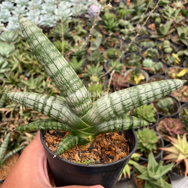 839. Sansevieria Boncel