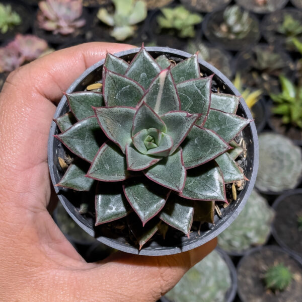 843. Echeveria Monocerotis