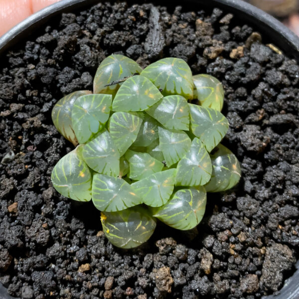 845. Haworthia Cooperi Var. Truncata