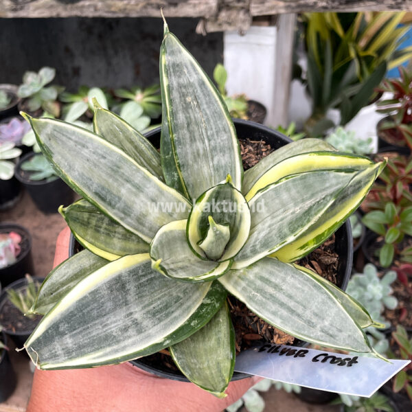 848. Sansevieria Silver Cross Mutation