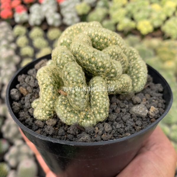 848. Mammillaria Elongata Cristata