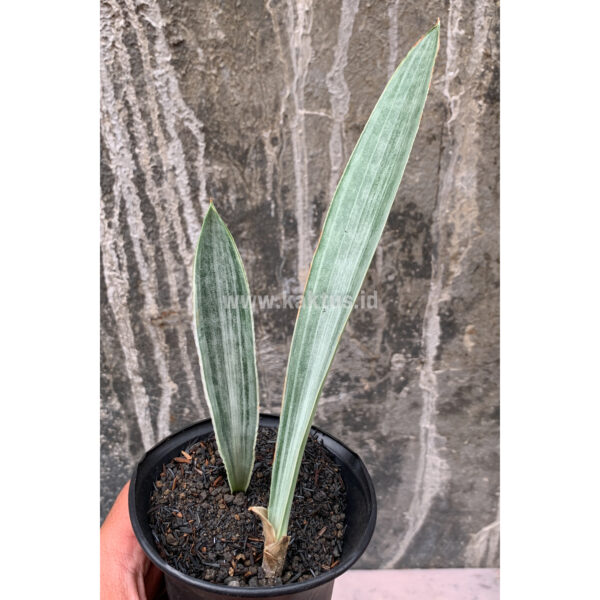 852. Sansevieria Metallica Siam Silver 1 Leaf