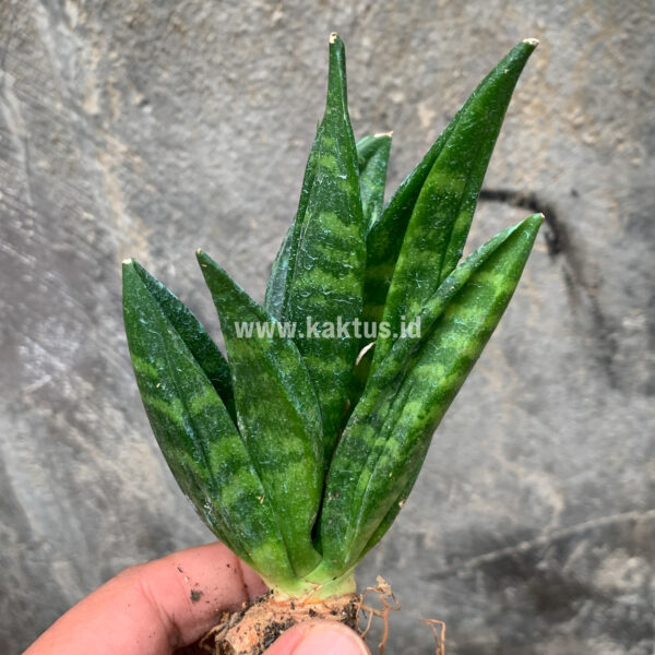 857. Sansevieria Hahnii Cristata