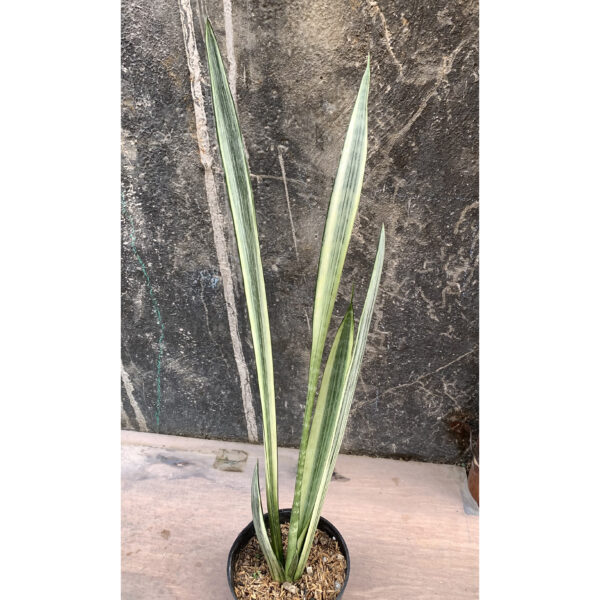 860. Sansevieria Bantel's Sensation