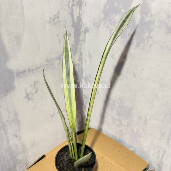 861. Sansevieria Bantel's Sensation Yellow