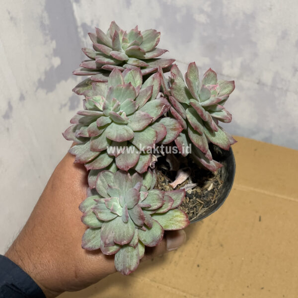 863. Echeveria Lemon Lime Mutation Cluster