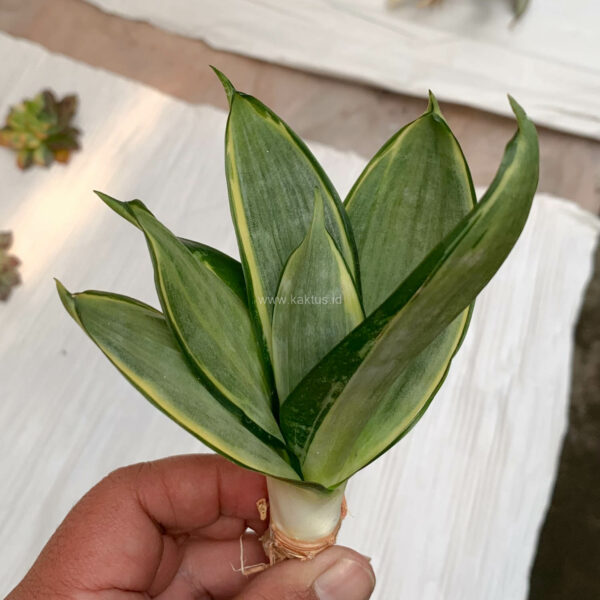 864. Sansevieria Silver Cross