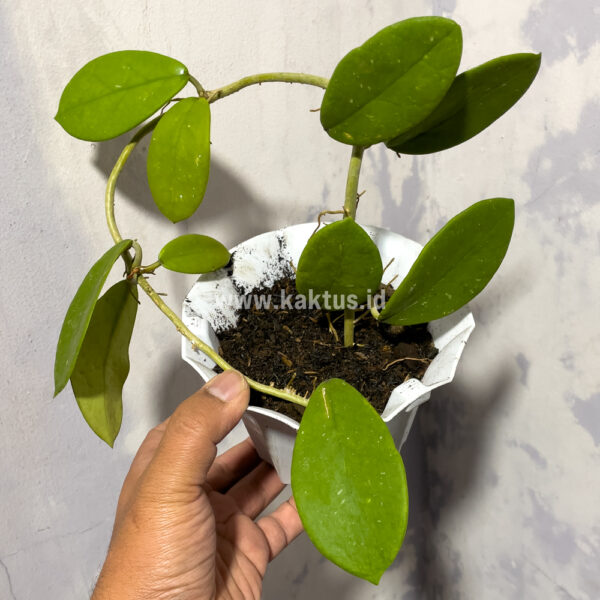 866. Hoya Green Carnosa